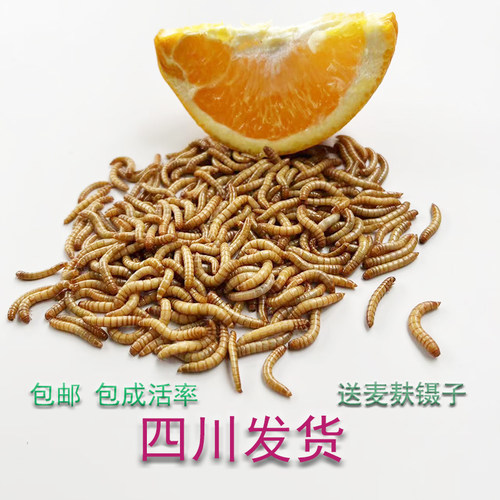 大麦虫蛋白虫活体黄粉虫四川发货