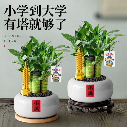 富贵竹绿植盆栽办公室桌面盆景