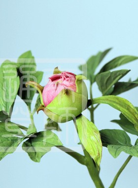 【通草花开】纯手工制作非遗通草花通草纸牡丹骨朵花苞定制礼品