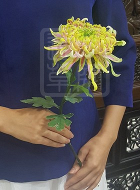 【通草花开】纯手工制作非遗通草花 通草纸菊花 高端定制工艺品