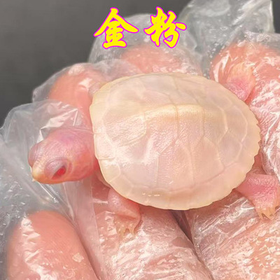 精品金粉白化巴西龟好养