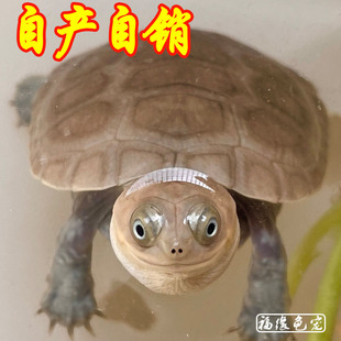 沼泽侧颈龟苗观赏深水鱼缸混养网红素食仰泳笑脸宠物小乌龟活物