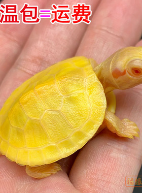 变异大白化巴西龟苗宠物观赏金黄色网红深水鱼缸混好养小乌龟活物
