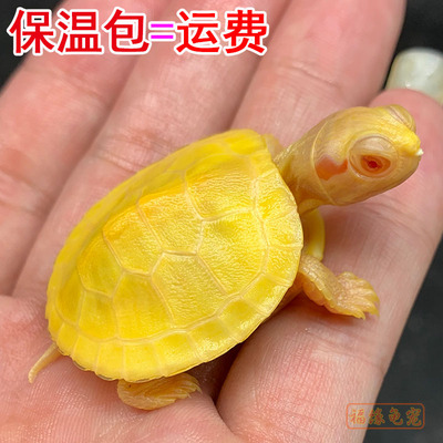 变异大白化巴西龟苗宠物观赏金黄色网红深水鱼缸混好养小乌龟活物