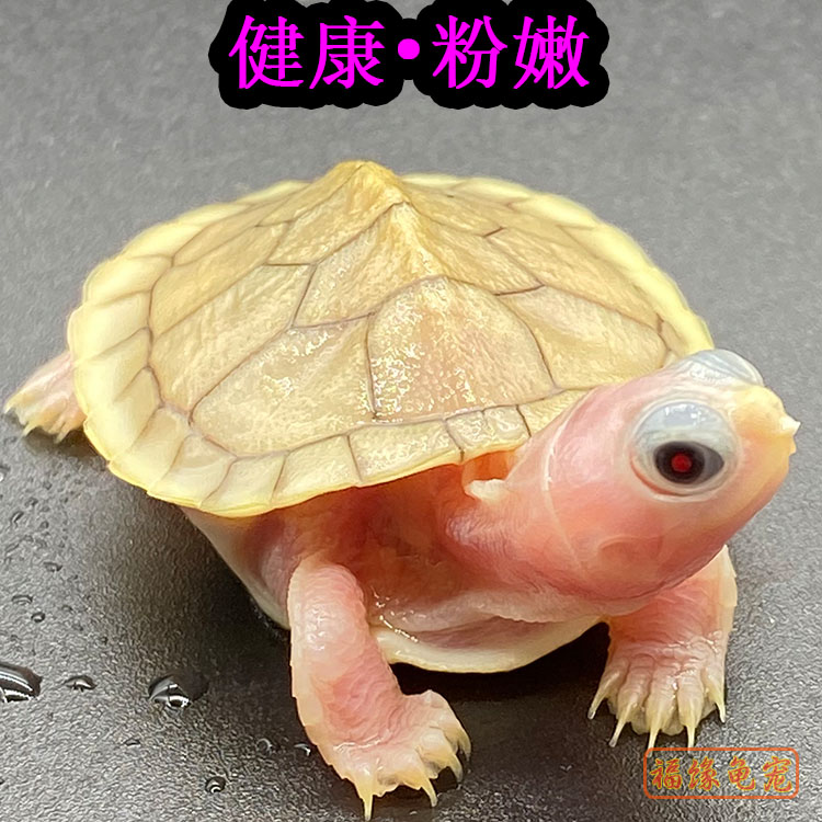 奶油魔眼黄化露西焦糖巴西苗鱼缸混养儿童宠物小乌龟活体变异素食