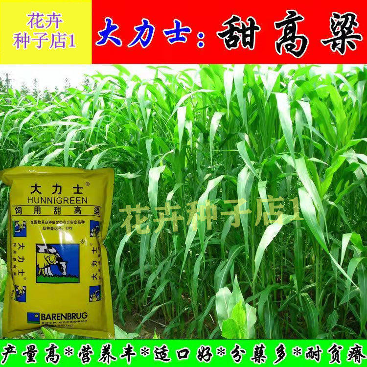 进口大力士甜高粱牧草种子多年生一年四季畜牧草籽养殖猪牛羊鱼草