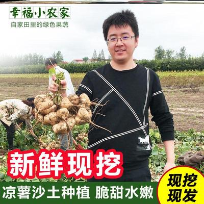 凉薯新鲜现挖地瓜农家土特产