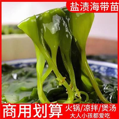 盐渍海带苗特产火锅专用海带苗新鲜凉拌煲汤海带嫩苗商用家用