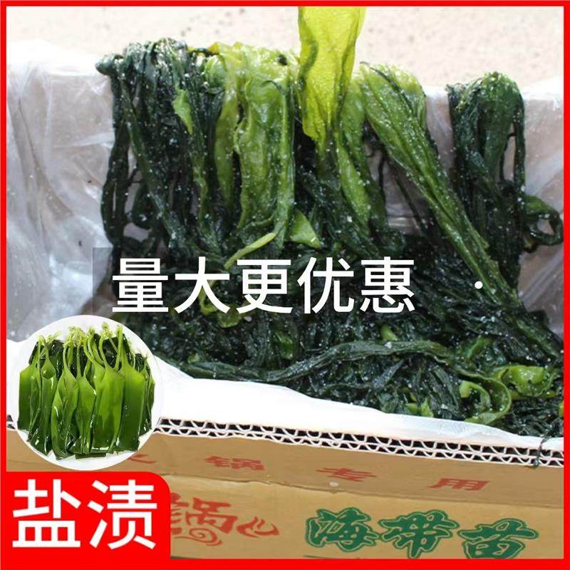 盐渍海带苗特产火锅专用海带苗新鲜凉拌煲汤海带嫩苗商用家用