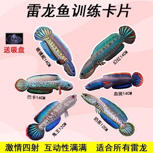 雷龙鱼训鱼卡咬缸训练鼓鳃巡游训练卡训鱼卡巴卡眼镜蛇鬼王血斑