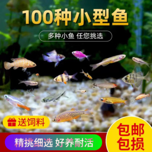 热带淡水活体观赏宠物鱼小型宝莲灯斑马红绿灯孔雀群游鱼苗灯科鱼