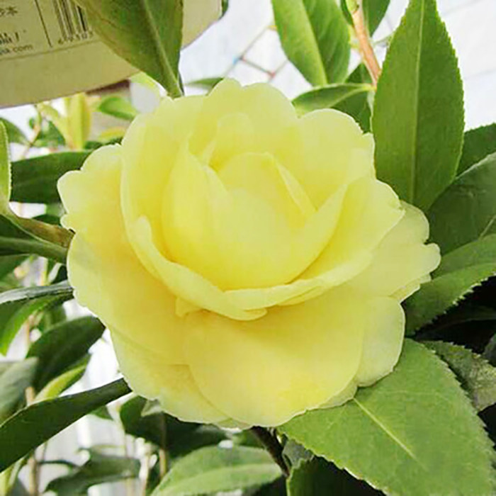 正黄旗茶花盆栽带花苞树苗 浓香茶花