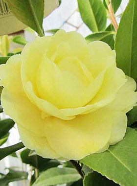 正黄旗茶花盆栽带花苞树苗 浓香花卉 庭院室外四季山茶花观花植物