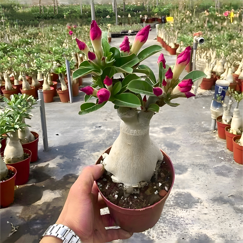 沙漠玫瑰香水盆栽重瓣带花苞5年老桩四季好养室内阳台绿植盆景