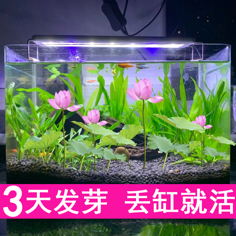 花鱼共养睡莲水培水草植物小鱼缸大型专用阴性水草种孑子无土真草 宠物/宠物食品及用品 水草 原图主图