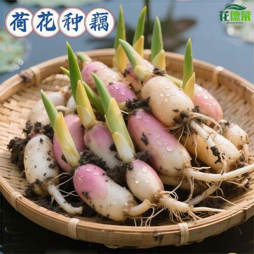 大型荷花观赏型可食用四季水养水缸种莲藕莲蓬新鲜荷花藕芽白莲藕