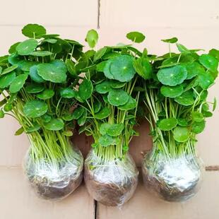 带叶铜钱草水培植物办公室内盆栽客厅桌面绿植花卉趣味水培金钱草