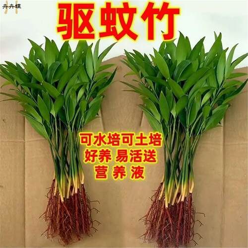 竹柏驱蚊竹水培植物室内客厅水养绿植花卉盆栽办公室桌面四季好养