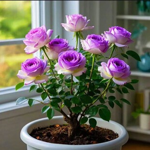 四季开花玫瑰花特大花浓香型月季盆栽北方庭院阳台耐寒好养活花卉