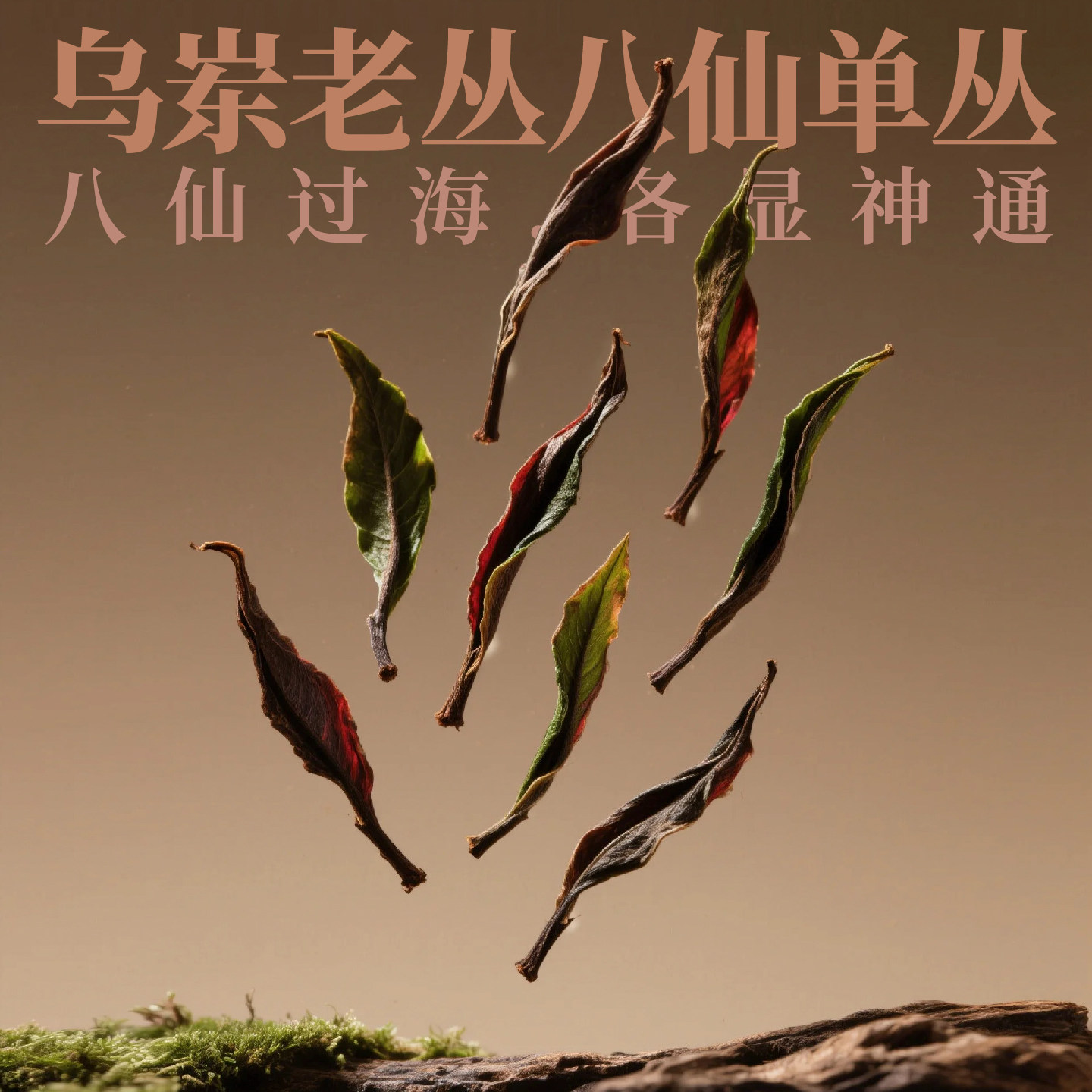 八仙单丛乌岽山千米老丛古树山韵