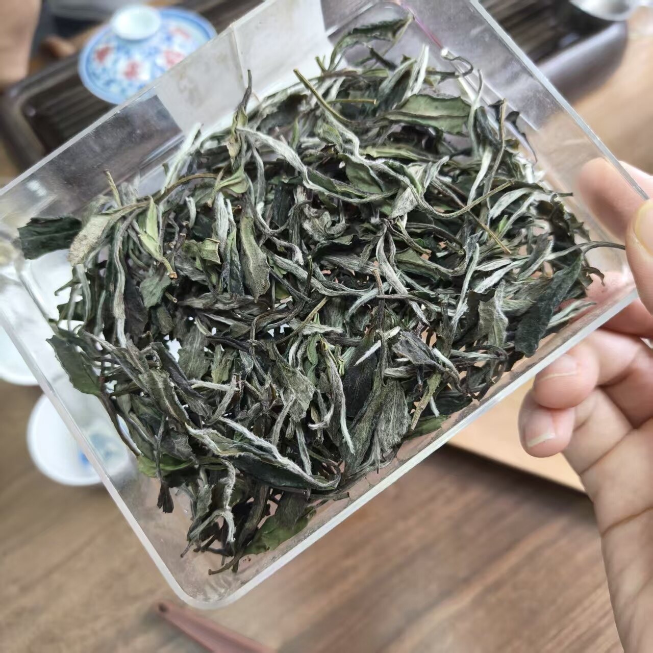 福鼎白茶/白牡丹/老白茶图片
