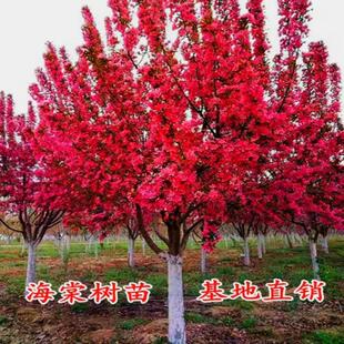 海棠花树苗西府垂丝海棠四季开花盆栽别墅庭院地栽耐寒风景树植物