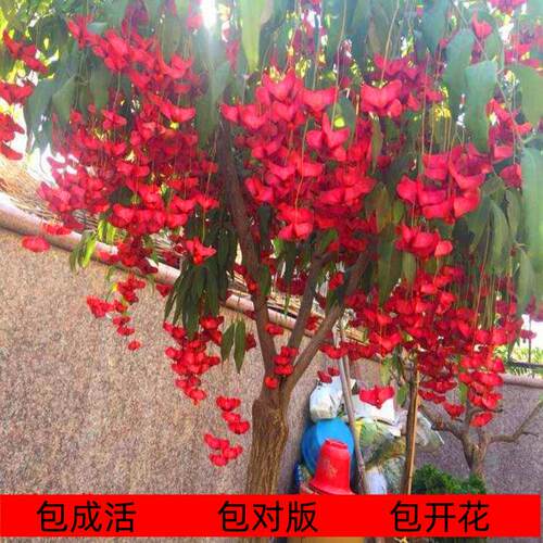 金丝吊蝴蝶树苗驱蚊虫净化空气地栽花卉绿植盆景耐寒庭院风景植物