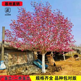 精选紫玉兰树苗庭院彩色植物红白玉兰花卉盆栽玉兰耐寒绿化风景树