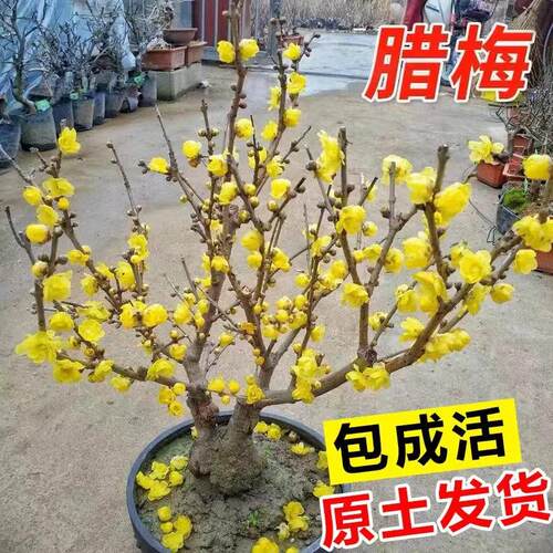 腊梅花树苗盆栽丛生地载庭院风景树耐寒红梅矮化老桩原生素心蜡梅