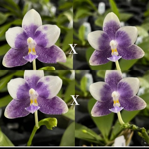 原生蝴蝶兰 Phal. Yangyang blue liuli x sib2.5寸花剑开花株