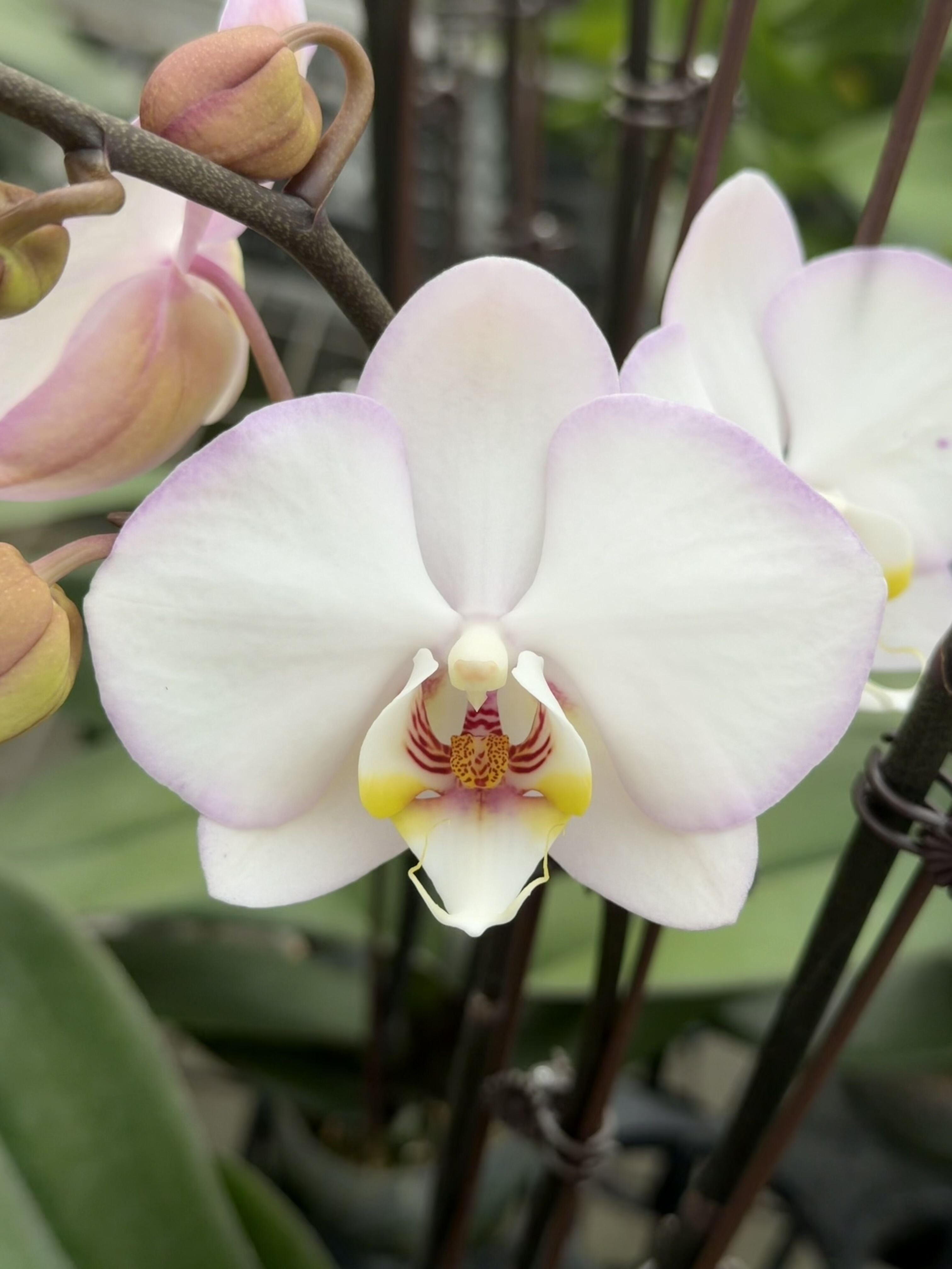 蝴蝶兰【荷塘月色】白花紫边很有观赏性室内花卉盆栽