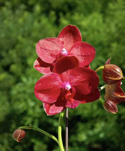 蝴蝶兰【美杜莎】2.8寸杯蜡质花 花瓣厚实 耐开皮实