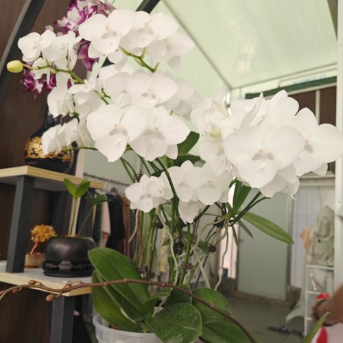 蝴蝶兰【白天鹅】纯白中型花易养耐开室内盆栽花卉