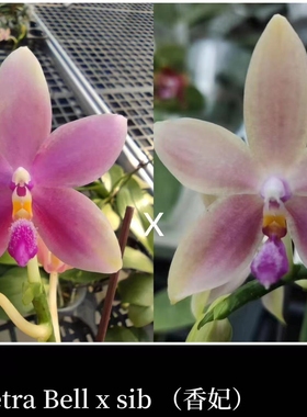 原生蝴蝶兰【香妃】Phal.Tetra Bell x sib 2.5寸开花株