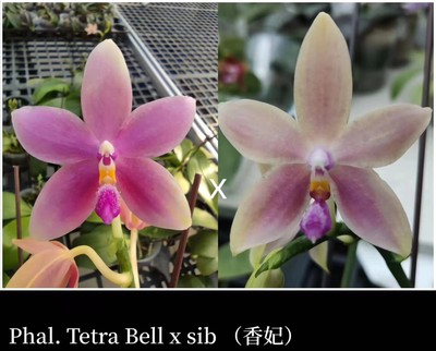 原生蝴蝶兰【香妃】Phal.Tetra Bell x sib 2.5寸开花株