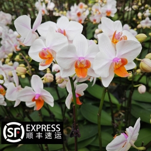 豆蔻年华 蝴蝶兰 带花苞盆栽室内客厅办公室桌面花卉好养易活
