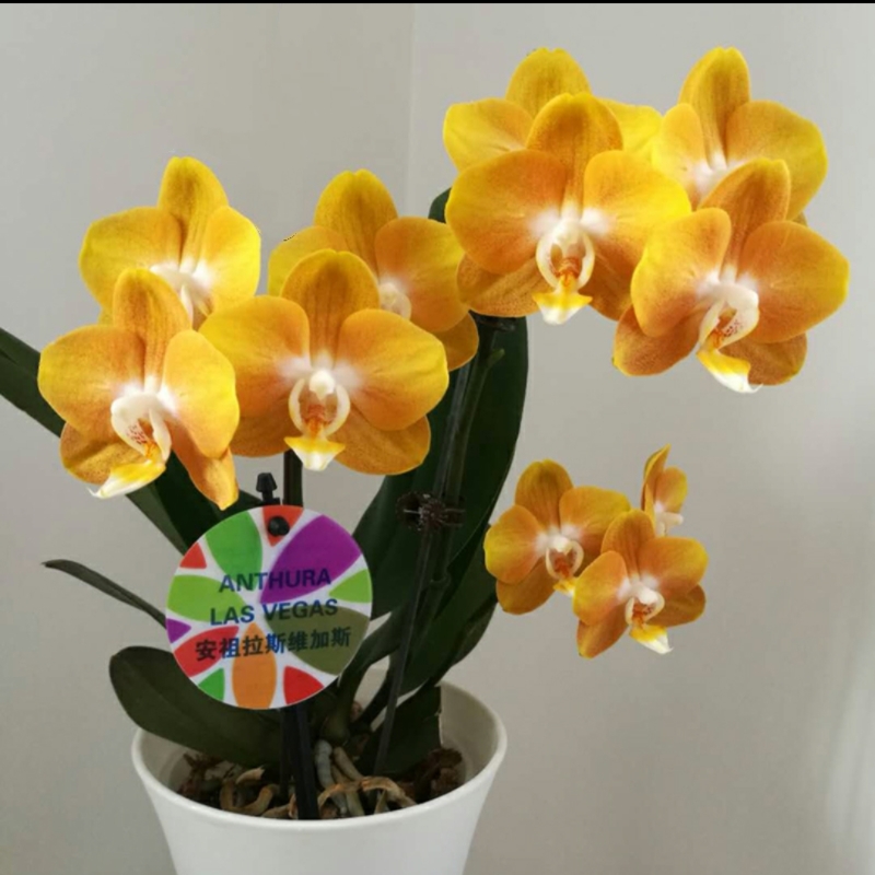 蝴蝶兰安祖【拉斯维加斯】金黄色的花朵高端华丽花期持久