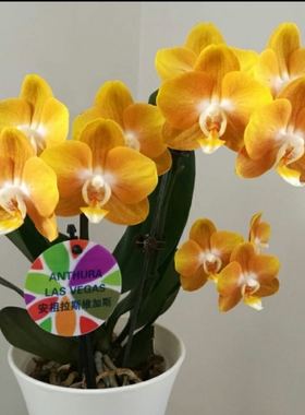 蝴蝶兰安祖【拉斯维加斯】金黄色的花朵高端华丽花期持久