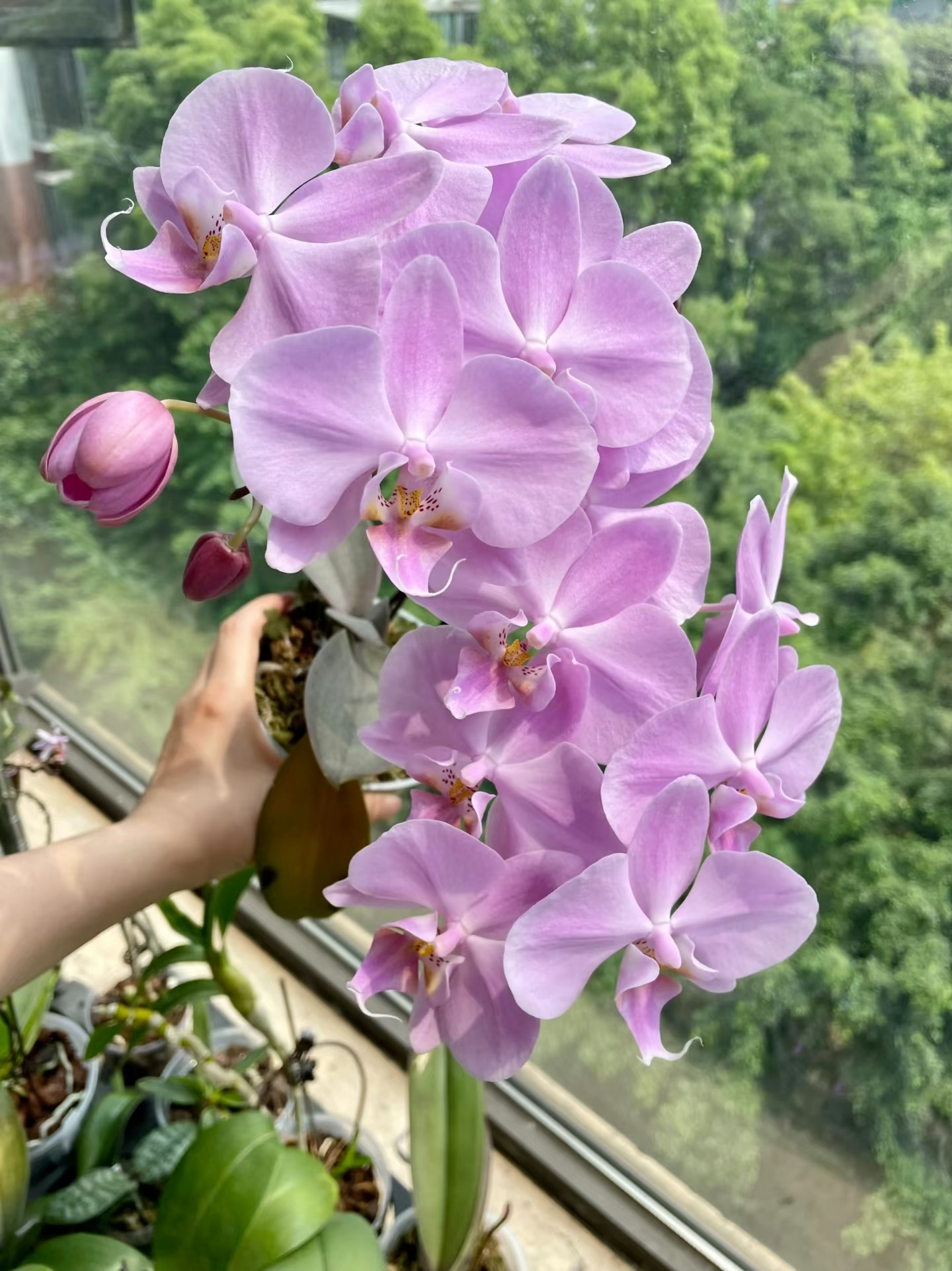 蝴蝶兰【粉月亮】粉唇粉花瓣易养耐开