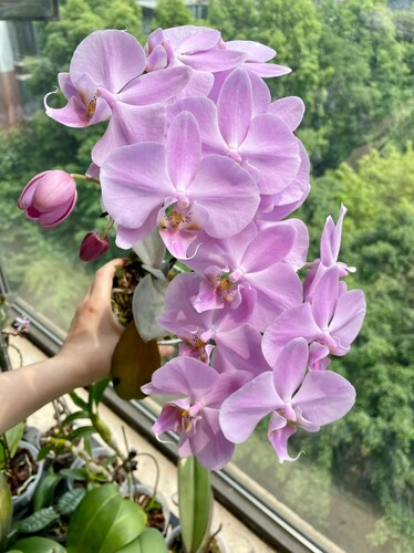 蝴蝶兰【粉月亮】粉唇粉花瓣易养耐开