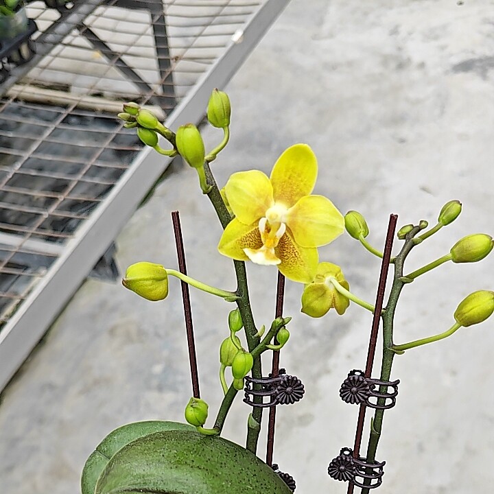 兰心苑黄色巧克力3.0寸开花株带香味蝴蝶兰室内花卉盆栽包邮顺丰