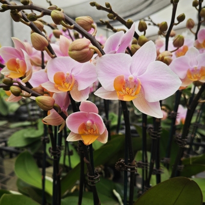 安祖蝴蝶兰【图尔坎】开花株室内客厅桌面四季开花好养活绿植花卉