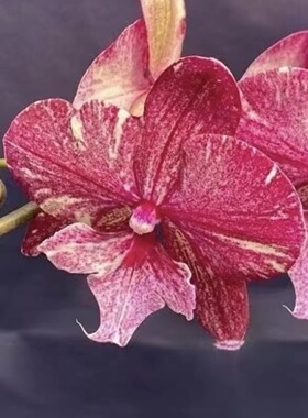 高端精品稀有蝴蝶兰五花肉莓红旋风4.5寸苗有返祖概率介意慎拍！