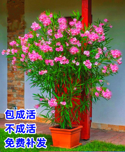 阳台盆栽夹竹桃树苗当年开花