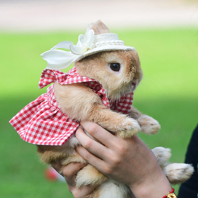 兔子衣服格子兔兔牵引绳豚鼠荷兰猪外出装扮保暖裙波点裙服饰,宠物/宠物食品及用品,猫宠物服装/雨衣（新）,淘宝优惠券,粉丝福利购,淘宝优惠卷