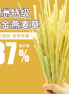 现货 5A手工挑拣青绿燕麦草兔子豚鼠主草500g手挑澳麦一压2包包邮