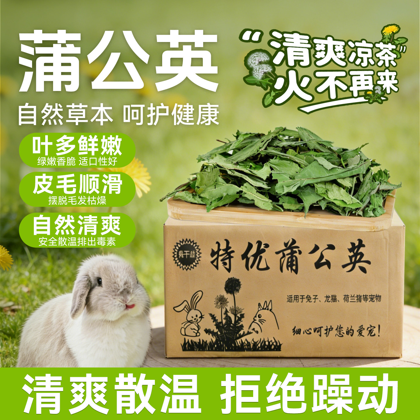 保健花草烘干蒲公英抗菌消炎利尿图片