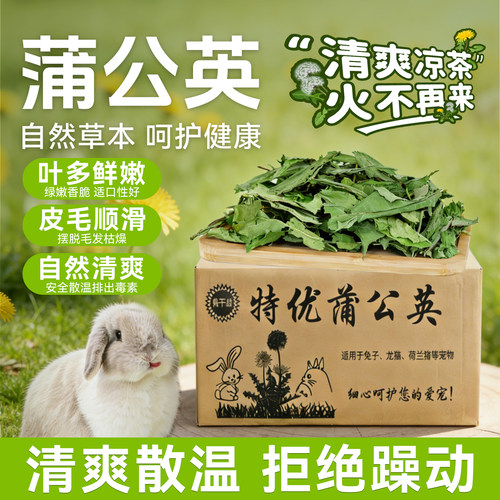 保健花草烘干蒲公英抗菌消炎利尿