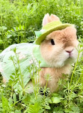 宠物兔 垂耳兔侏儒兔春天出游绿色复古公主裙子 牵引绳猫猫兔衣服