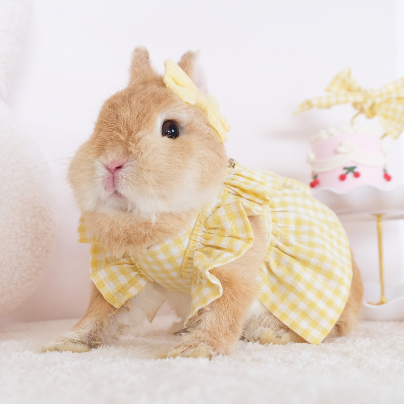 兔子衣服外出装扮保暖裙